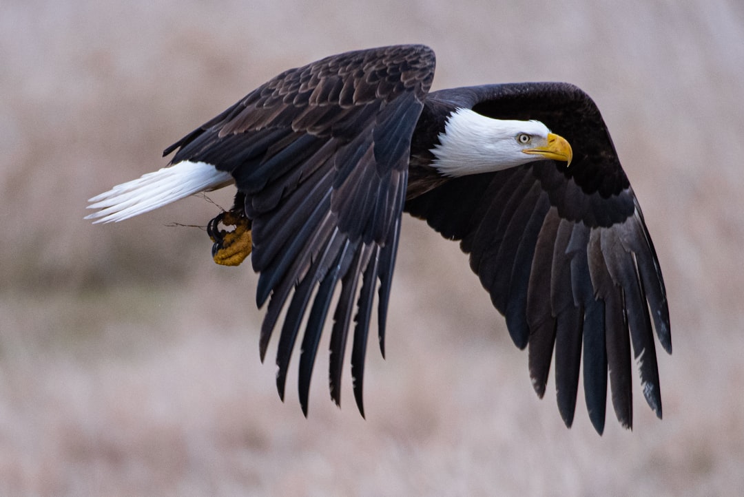 a-bald-eagle-with-a-bee-in-its-talon-f12btzeevyk