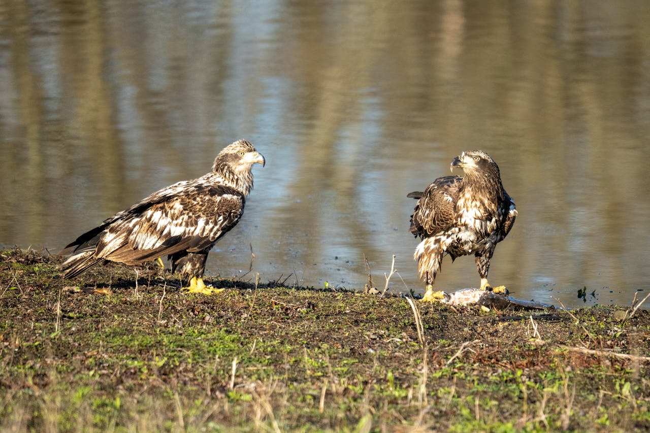 Home Two juvenile bald eagles perched by a riverbank in Wabasha, Minnesota, during the day.
